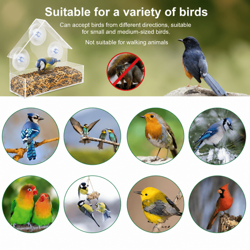 Window Bird Feeder with Suction Cups – 1 feeder Window Bird Feeder with Suction Cups – 1 feeder